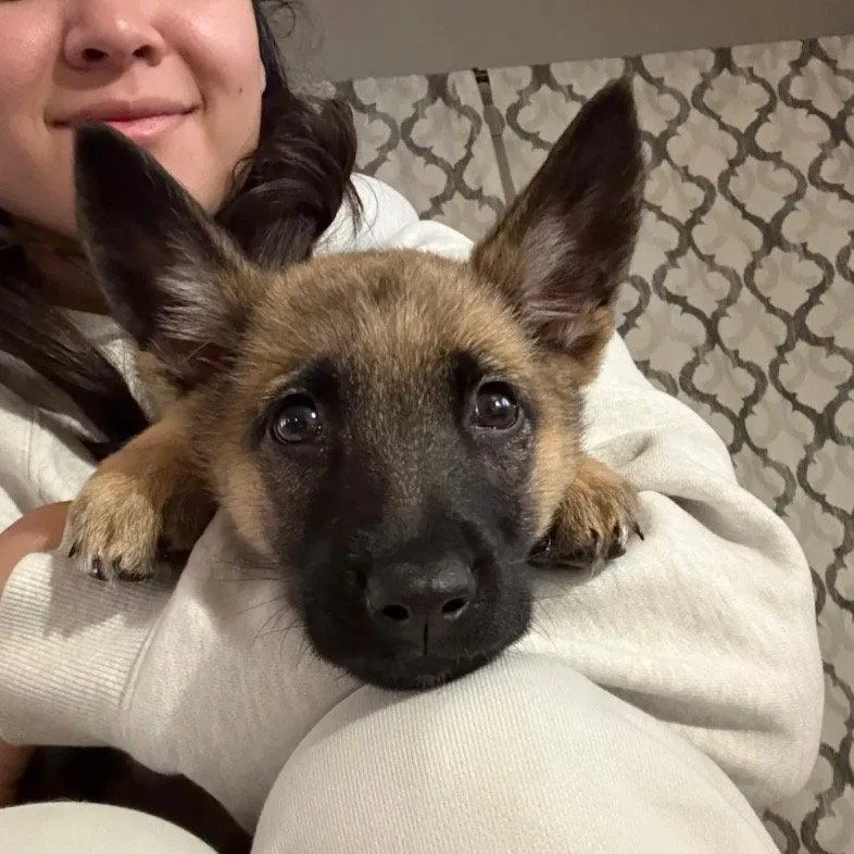 Buttercup thumbnail 3