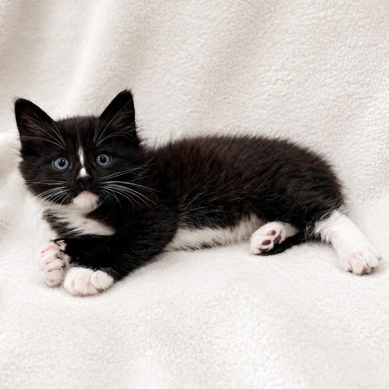 A baby small-sized male Black Domestic Medium Hair cat named Maui for adoption in Sunnyvale, CA