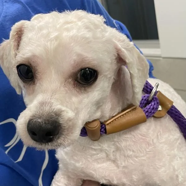 An adult small-sized male Maltese dog named Wellington for adoption in Des Moines, IA