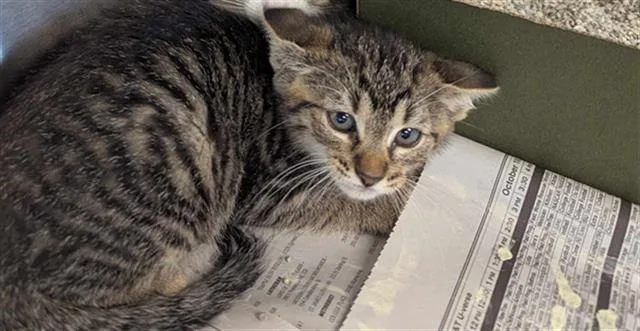 A baby small-sized male Domestic Medium Hair cat named Puffer for adoption in Brunswick, GA