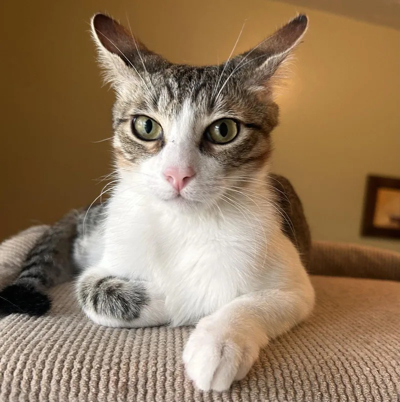 A baby medium-sized male Tabby cat named Prince coolcalmcollected for adoption in Houston, TX