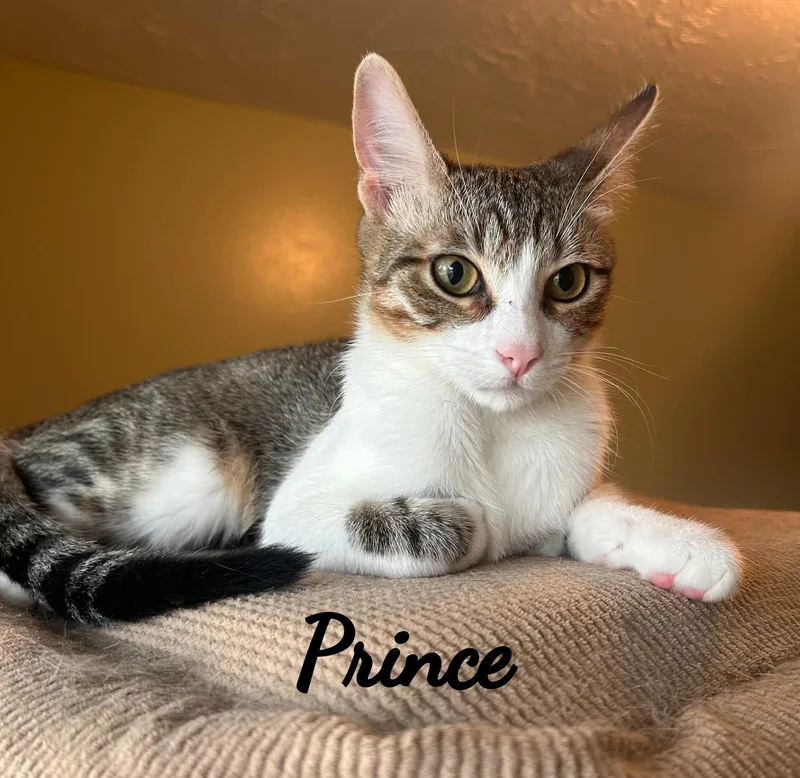 Prince coolcalmcollected thumbnail 3