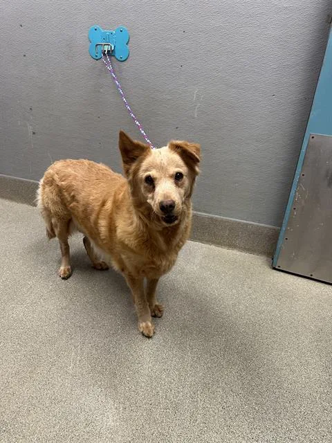 An adult large-sized female Labrador Retriever dog named Peaches for adoption in Las Vegas, NV