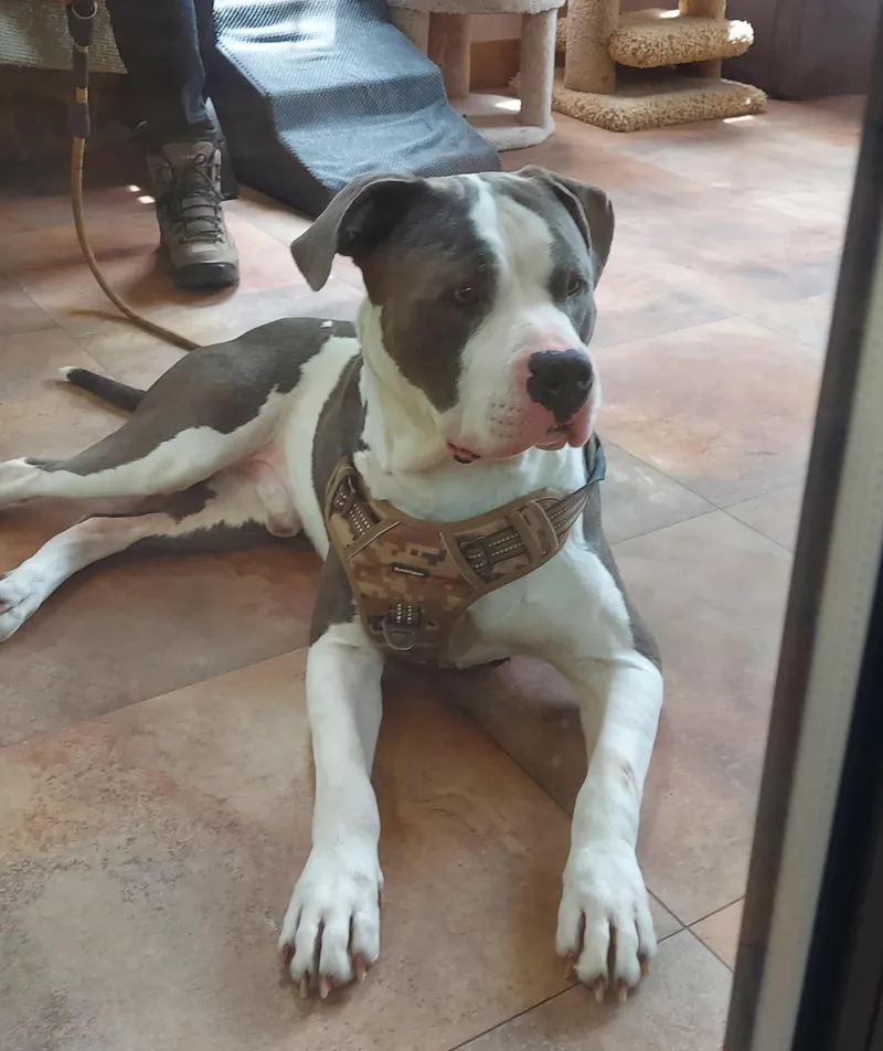 A young large-sized male White / Cream American Bulldog dog named Ghost for adoption in Pawtucket, RI