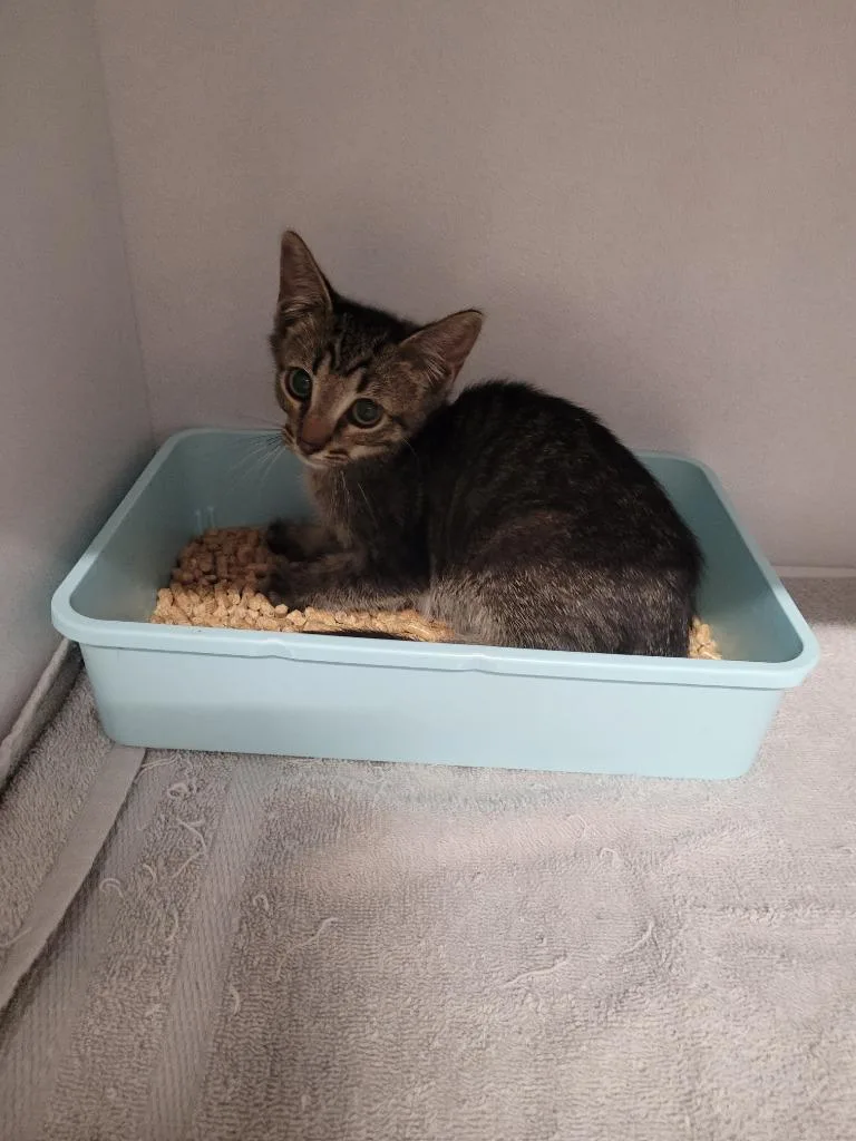 A baby medium-sized female Domestic Short Hair cat named Celine for adoption in Huntsville, TX