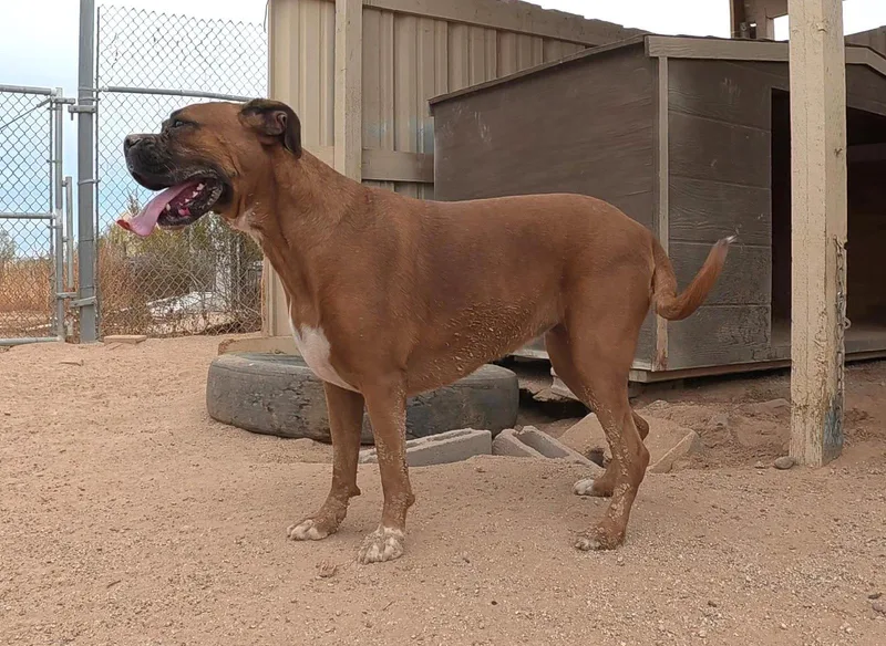 An adult large-sized female Boxer dog named Jazzy for adoption in Queen Creek, AZ