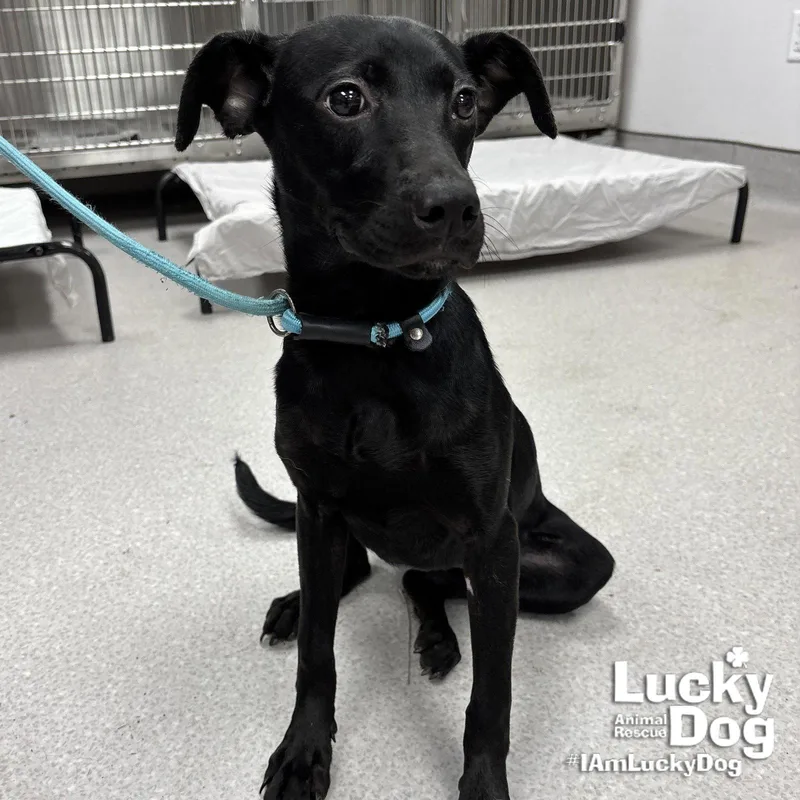 A baby medium-sized female Labrador Retriever dog named Remi for adoption in Washington, DC