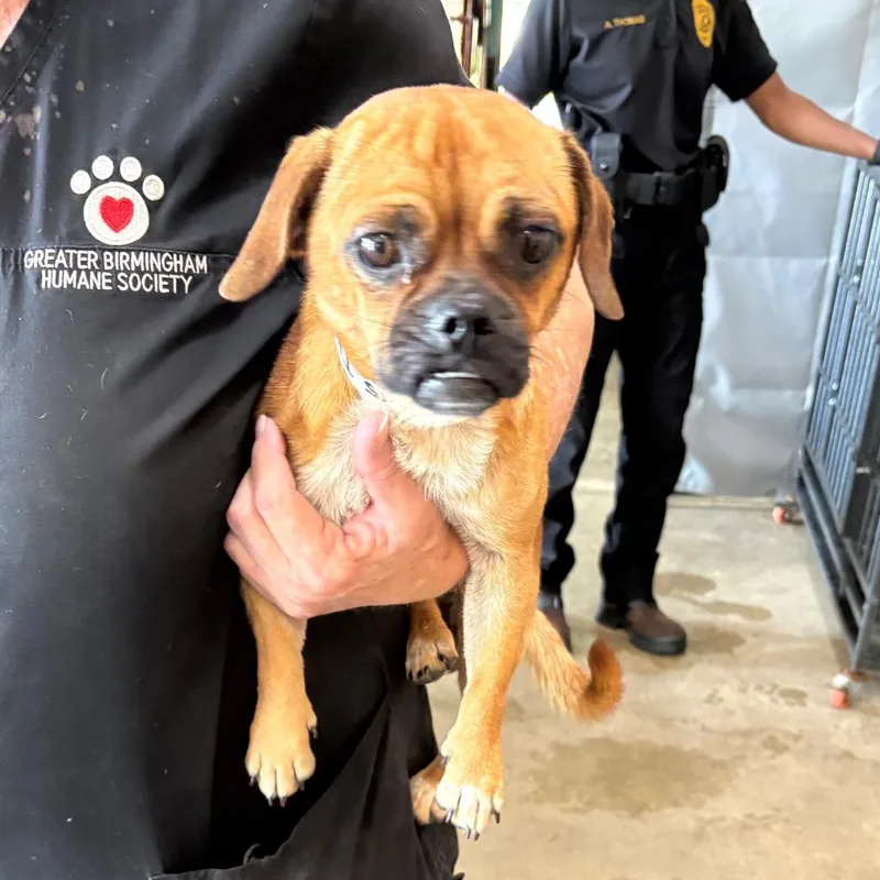 An adult small-sized male Brown / Chocolate Pug dog named Thurmond for adoption in Birmingham, AL