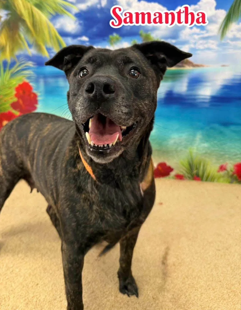 An adult medium-sized female Black Mixed Breed dog named Samantha for adoption in Flint, MI
