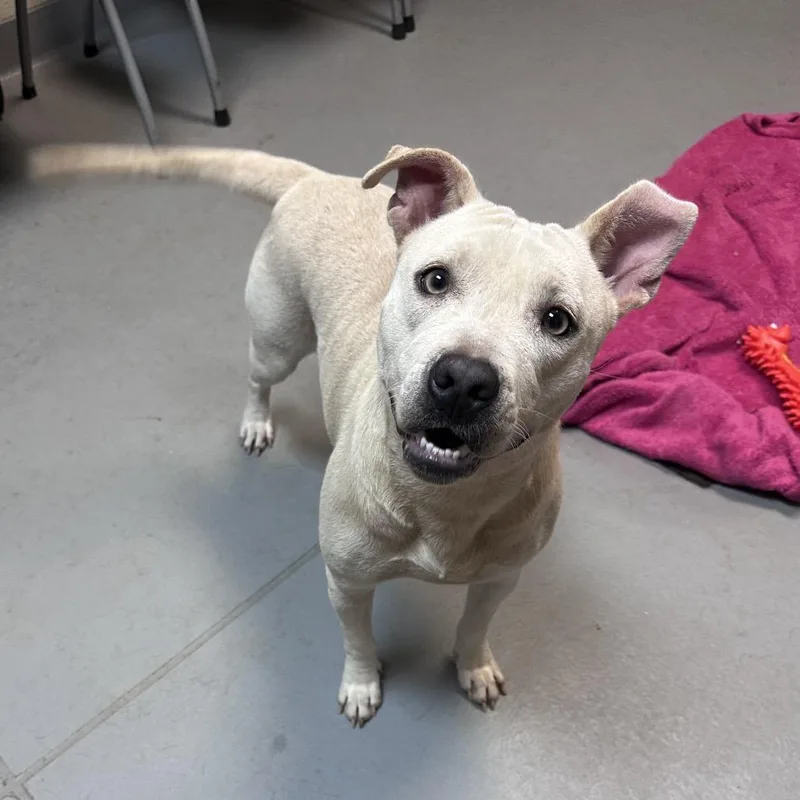 A young medium-sized female White / Cream Mixed Breed dog named Snow for adoption in Columbus, GA