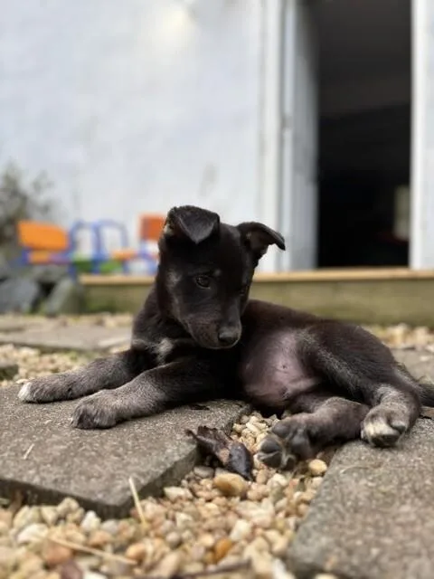 A baby medium-sized male Shepherd dog named Reaper for adoption in Fredericksburg, VA