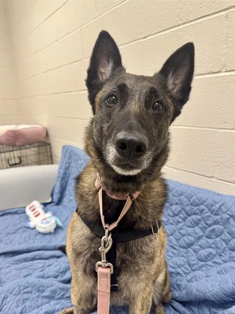 An adult large-sized female Dutch Shepherd dog named Desdamona for adoption in Centerville, MA