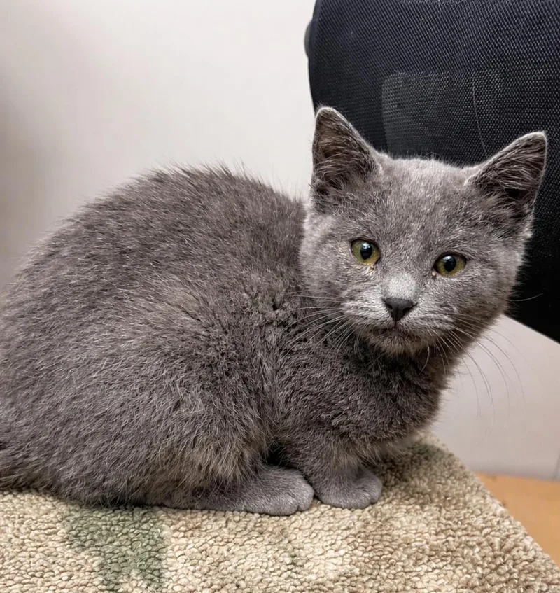 A young medium-sized female Gray / Blue / Silver Domestic Short Hair cat named Moe for adoption in Jamestown, ND