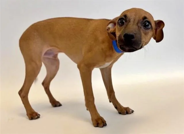 A baby small-sized male Terrier dog named Jack for adoption in Saint Louis, MO