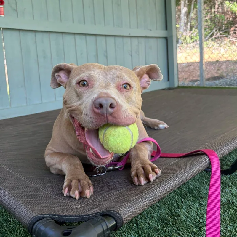 An adult medium-sized female Pit Bull Terrier dog named Chai for adoption in Troy, VA