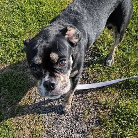 A baby medium-sized female Pug dog named Fifi for adoption in Ontario, NY