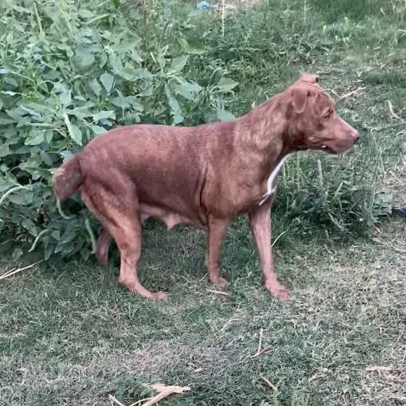 An adult large-sized female Brindle Pit Bull Terrier dog named Harley Quinn for adoption in Snyder, TX