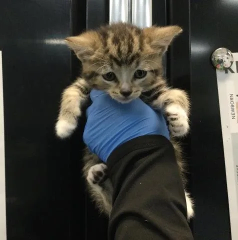 A baby small-sized female Domestic Short Hair cat named Tia for adoption in Thousand Palms, CA