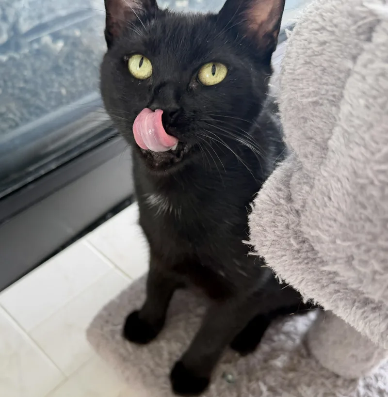 A young medium-sized female Black American Shorthair cat named Lucky for adoption in Half Moon Bay, CA