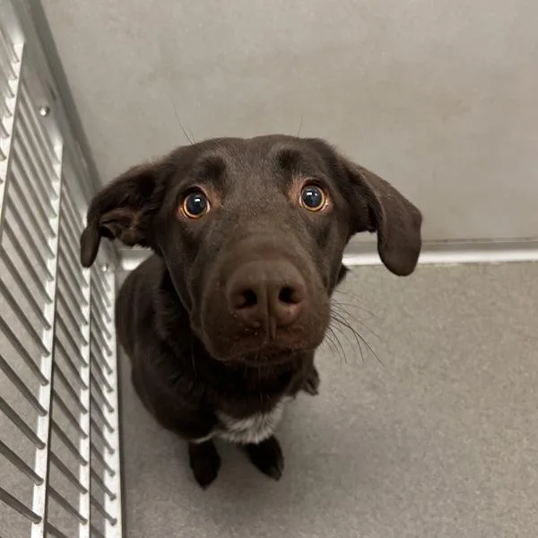 A young medium-sized female German Shorthaired Pointer dog named Jasmine Jo for adoption in Des Moines, IA