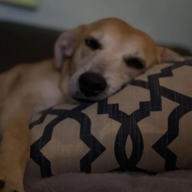 An adult medium-sized female Mixed Breed dog named Renata for adoption in Fenton, MI