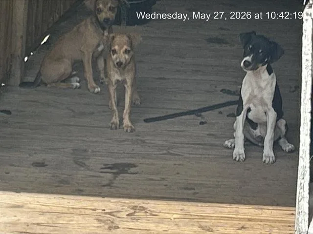 A baby small-sized male Labrador Retriever dog named Lou for adoption in Ocala, FL