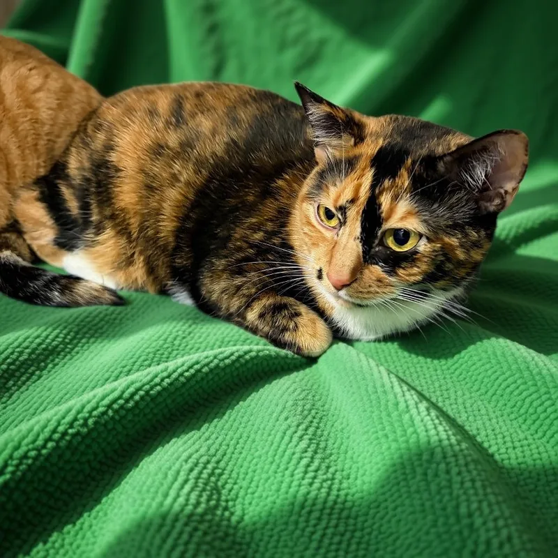 An adult small-sized female Tortoiseshell Domestic Short Hair cat named Funfetti for adoption in Granville, OH