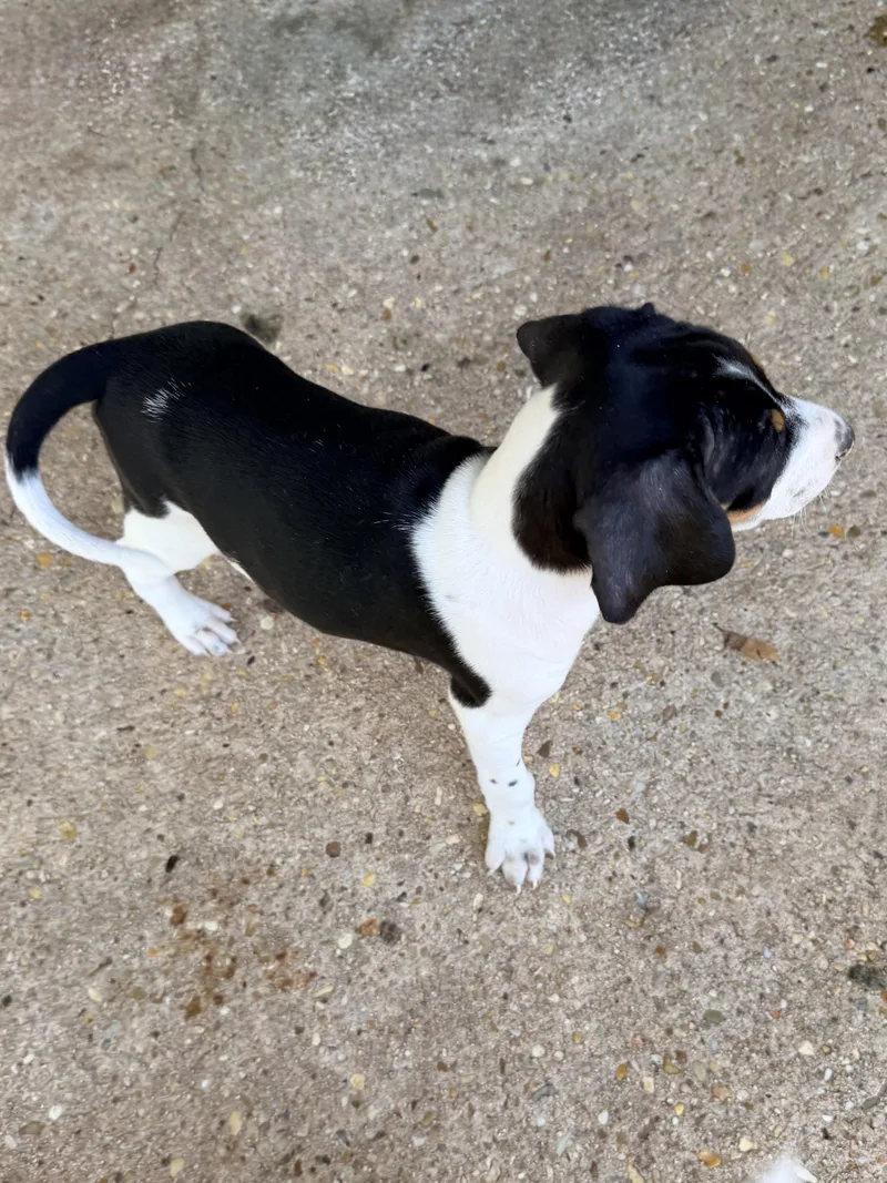 A baby small-sized male Beagle dog named Tommy for adoption in Baker, LA