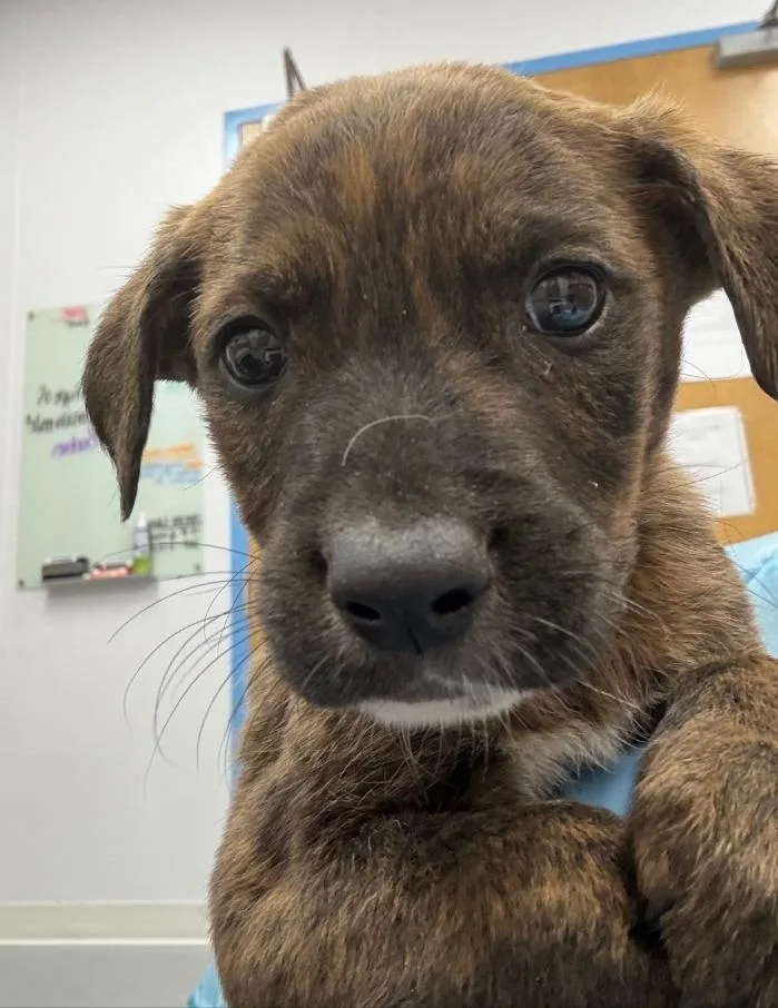 A baby medium-sized male Labrador Retriever dog named Finley for adoption in Hartsville, SC