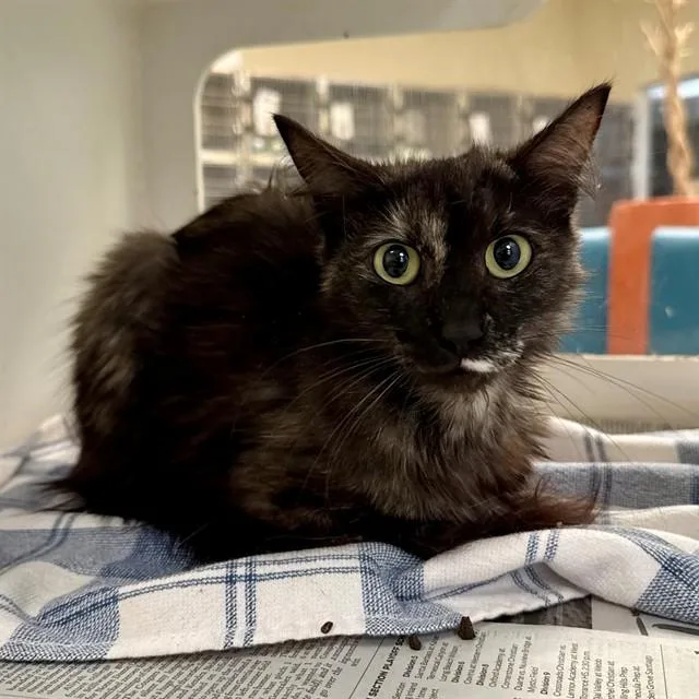 An adult medium-sized female Domestic Medium Hair cat named Miss Purr for adoption in Riverside, CA