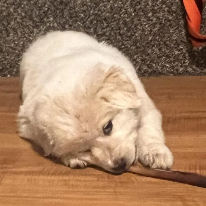 A baby medium-sized female White / Cream Great Pyrenees dog named Rhody for adoption in Ennis, TX