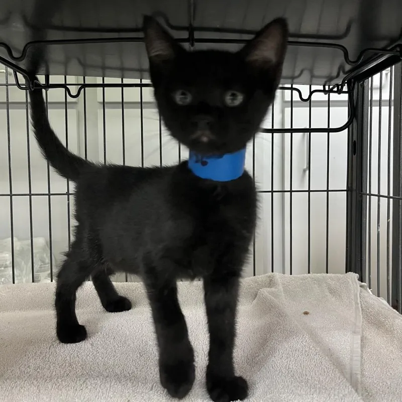 A baby small-sized male Black Domestic Short Hair cat named Flammie for adoption in Lakeland, FL