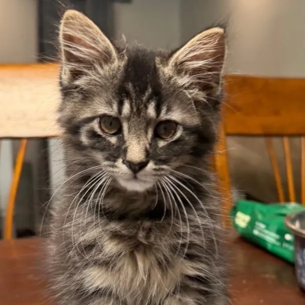 A baby large-sized male Black Domestic Medium Hair cat named Louis for adoption in Raeford, NC