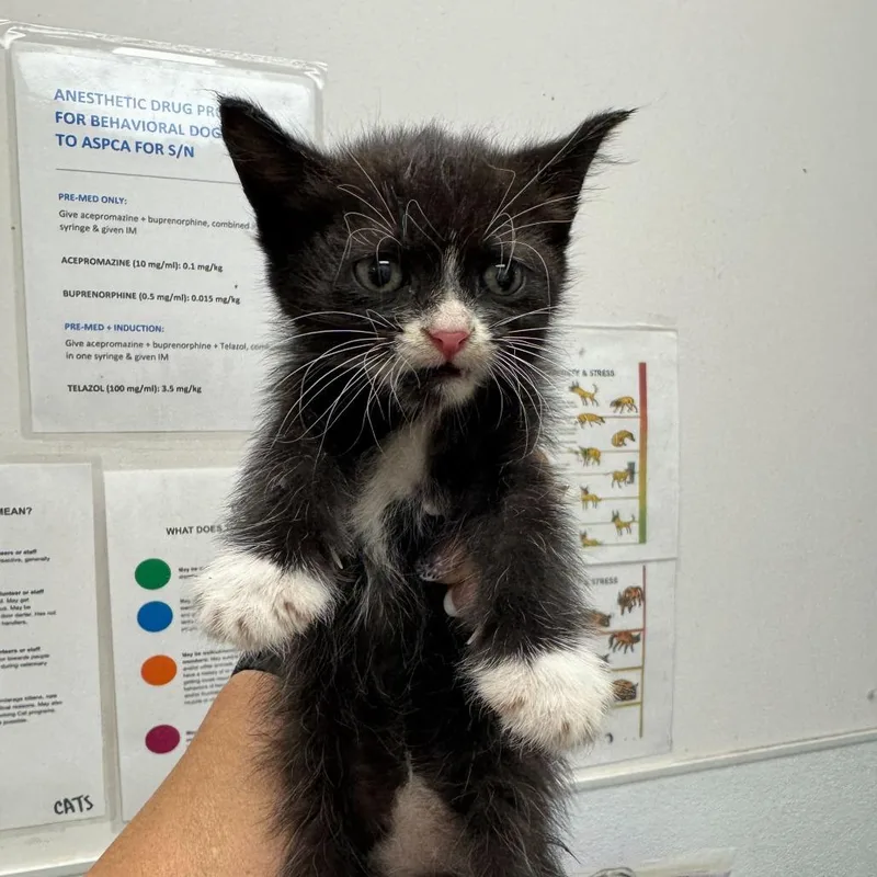 A baby small-sized female Black Domestic Short Hair cat named Muneca for adoption in Los Angeles, CA