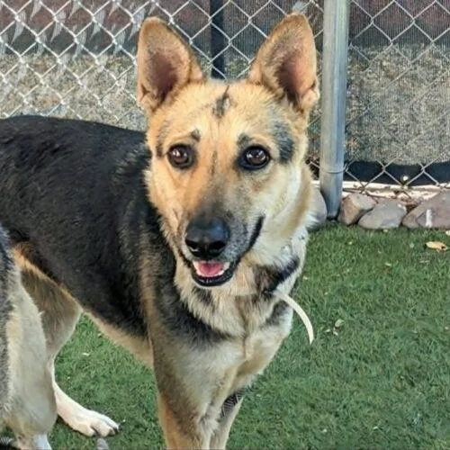 An adult medium-sized female Brown / Chocolate German Shepherd Dog dog named Theodora for adoption in Glendale, AZ