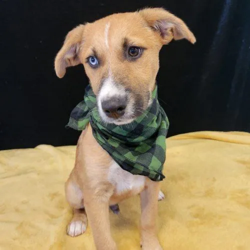 A baby medium-sized male Husky dog named Grits for adoption in Leesburg, AL