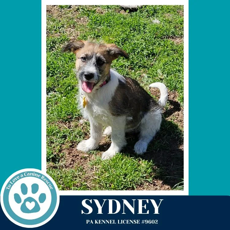 A baby medium-sized female Tricolor (Brown, Black, & White) Shepherd dog named Sydney for adoption in Kimberton, PA