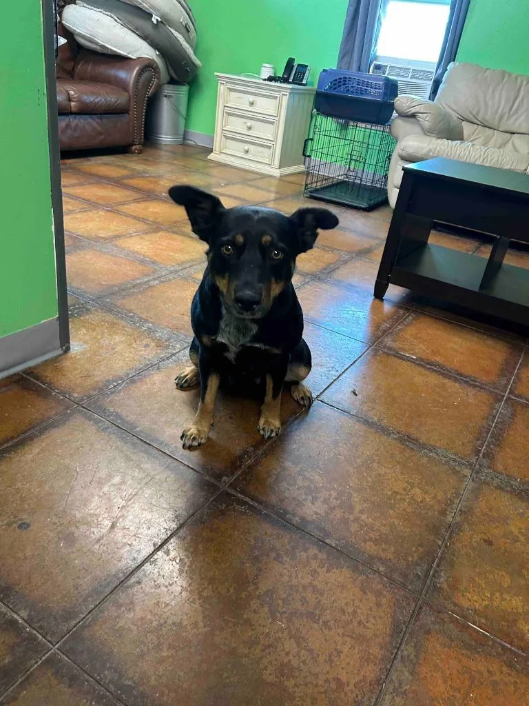 A young medium-sized female Terrier dog named Betty for adoption in Glen Rose, TX