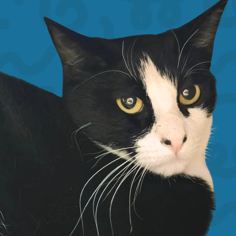 An adult small-sized male Black Domestic Short Hair cat named Jido for adoption in Reno, NV
