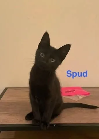 Spud