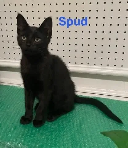 Spud thumbnail 2