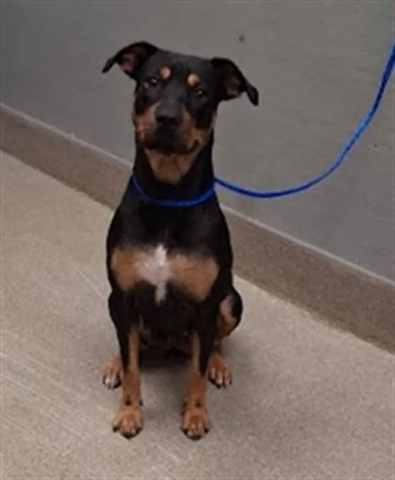 A young small-sized female Rottweiler dog named Dakota for adoption in Las Vegas, NV