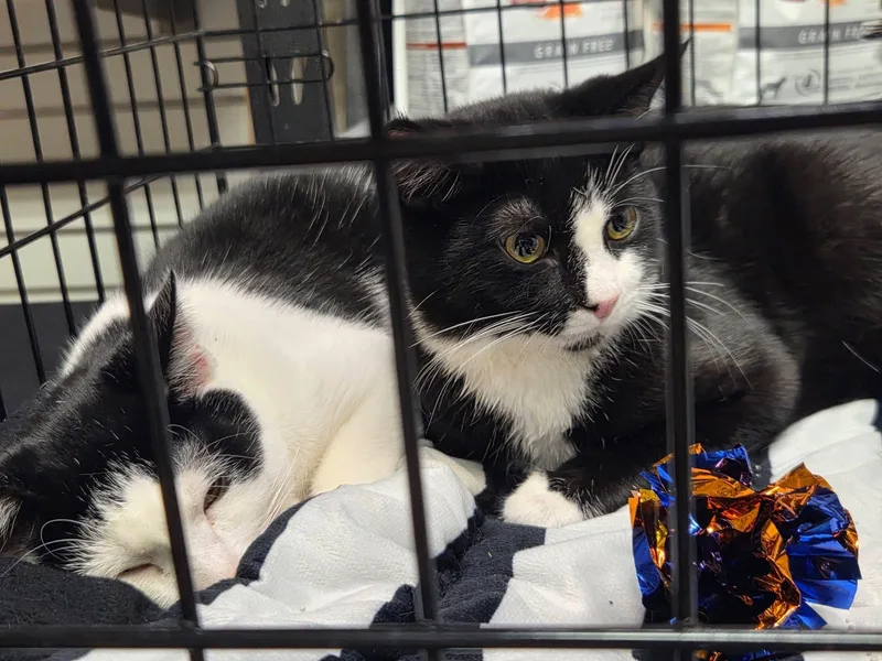 A young medium-sized male Black & White / Tuxedo American Shorthair cat named Ascot for adoption in West newton, PA