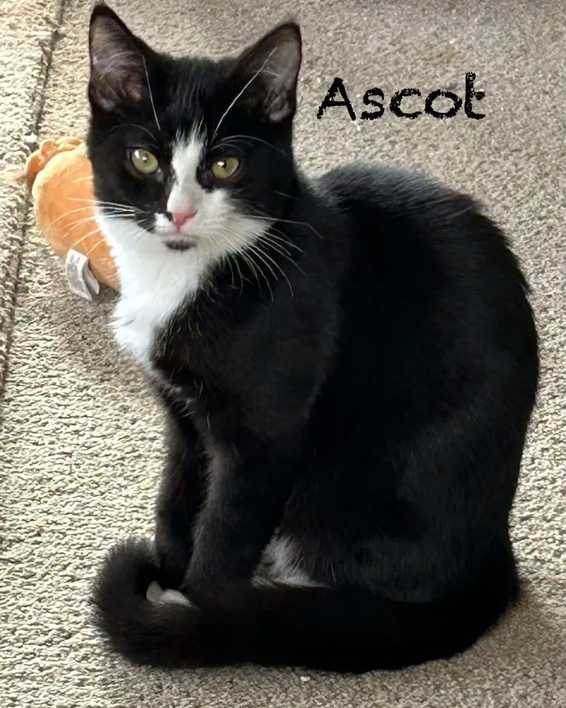 Ascot thumbnail 2