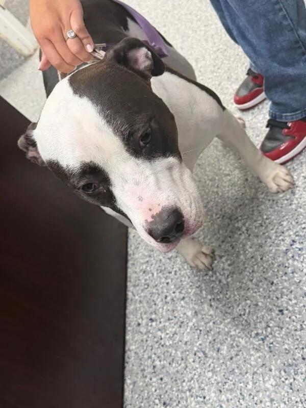 An adult medium-sized female Black Pit Bull Terrier dog named Serena for adoption in Burgaw, NC