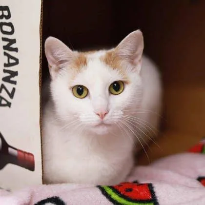 A young small-sized female White Domestic Short Hair cat named Minxie for adoption in Atlanta, GA