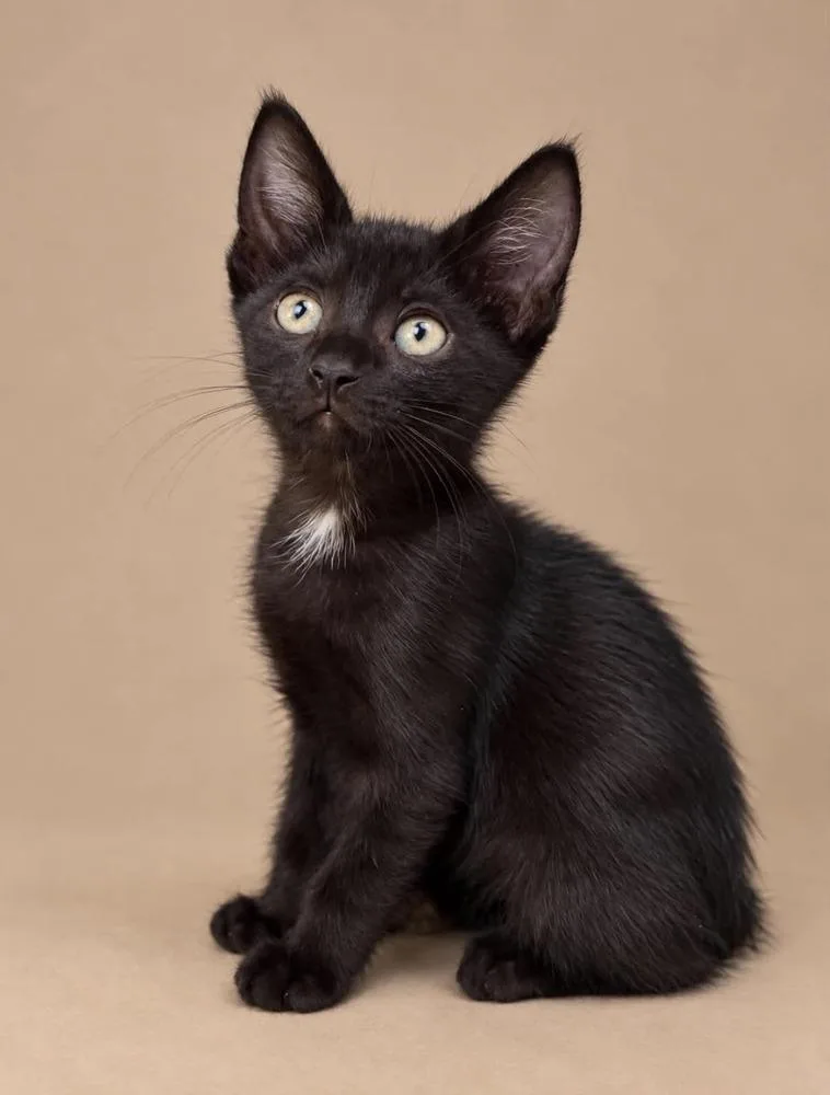 A baby small-sized male Domestic Short Hair cat named BamBam for adoption in Statesboro, GA