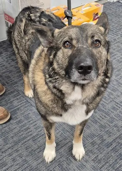An adult medium-sized female Sable Norwegian Elkhound dog named Cognac for adoption in Butte, MT