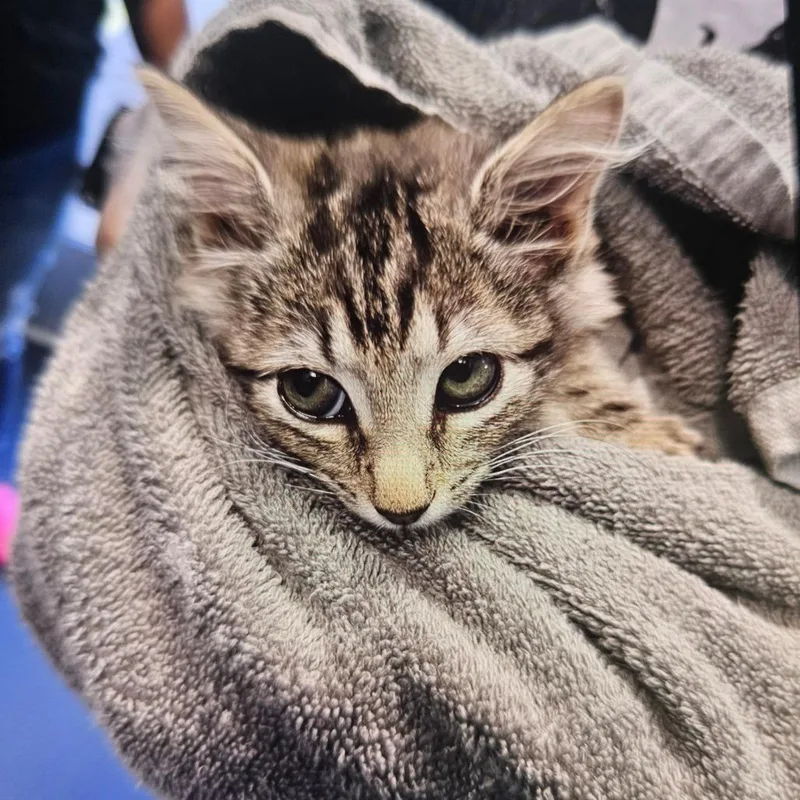 A baby small-sized female Gray / Blue / Silver Domestic Short Hair cat named Primrose for adoption in Greensboro, NC