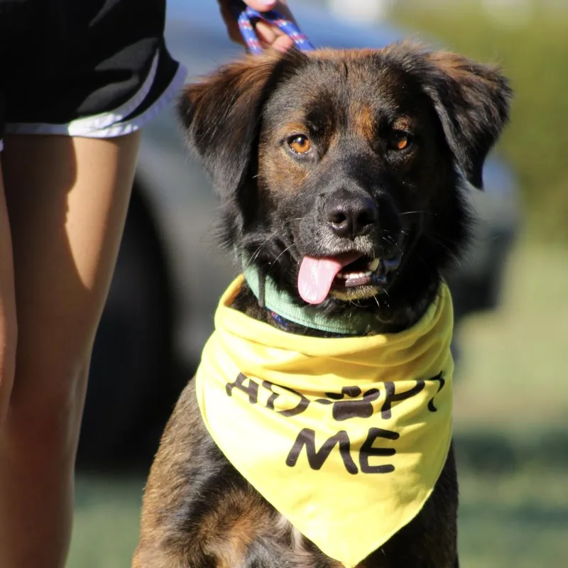 A young medium-sized male Black Golden Retriever dog named Herman for adoption in Columbia, SC